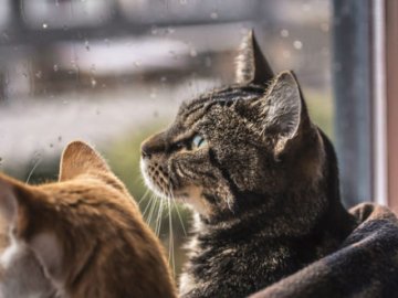 Погода в Луцьку та Волинській області на п’ятницю, 22 лютого