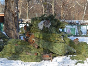 Ялинки лучан можуть стати паливом або «лісом» для ведмедів: що робити із новорічними деревами. ФОТО