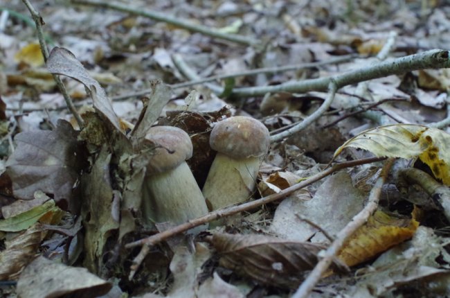 «Спотикаючись через гриби, ледь вийшов з лісу», – волинянин похизувався врожаєм. ФОТО