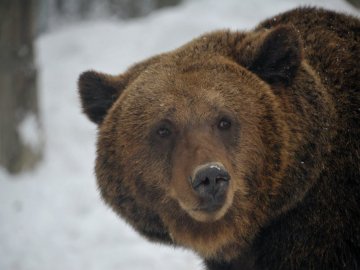 До табору українських біженців у Словаччині завітав ведмідь