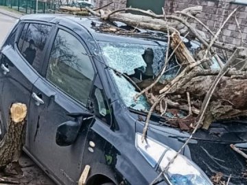 У Луцьку та у селі неподалік дерева пошкодили автівки