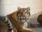Важить 80 кілограмів і любить купатися: тигреняті Тріші з луцького зоопарку виповнився 1 рік. ФОТО