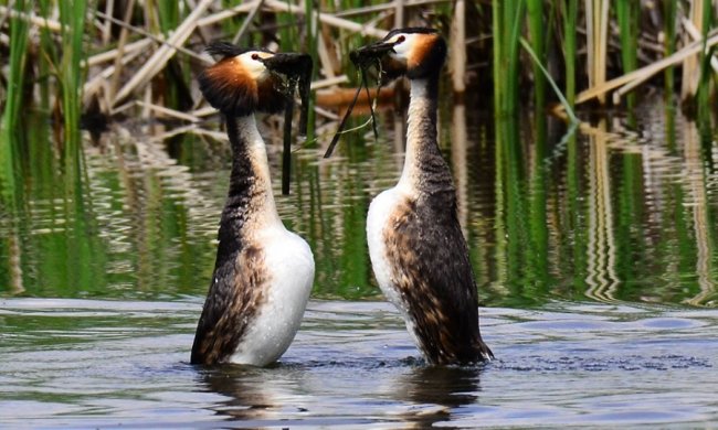 Показали шлюбний танець незвичних птахів на Волині