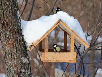 Волинські екологи пояснили, як правильно годувати птахів
