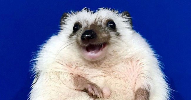 Усміхнений їжак зі Львова підкорює мережу. ФОТО