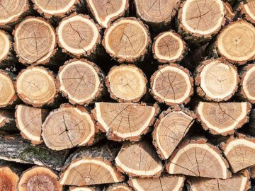 Двоє волинян «свиснули» зрізані сосни, спритників затримали