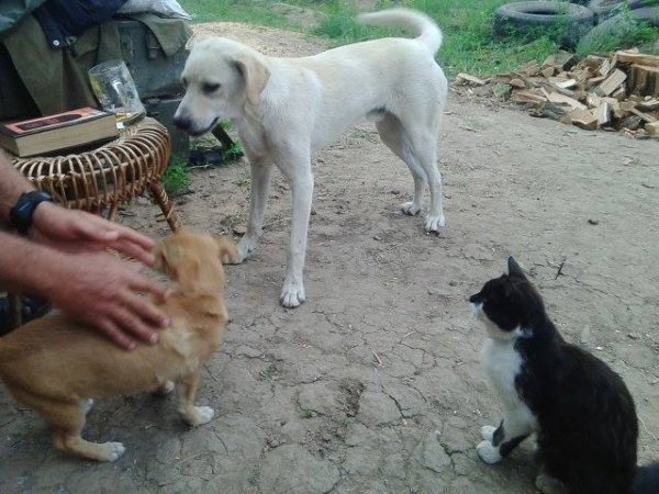 Фото з передової: військові та їх улюбленці. ФОТО