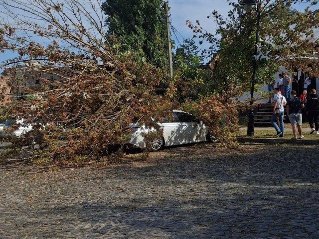 Від сильного вітру у центрі Луцька верба впала на припарковані автомобілі