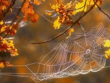 До +20° і майже без дощу: «бабине літо» прогнозують до кінця жовтня