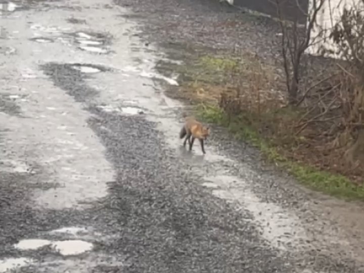 У Луцьку лисиці розгулюють біля приватних будинків