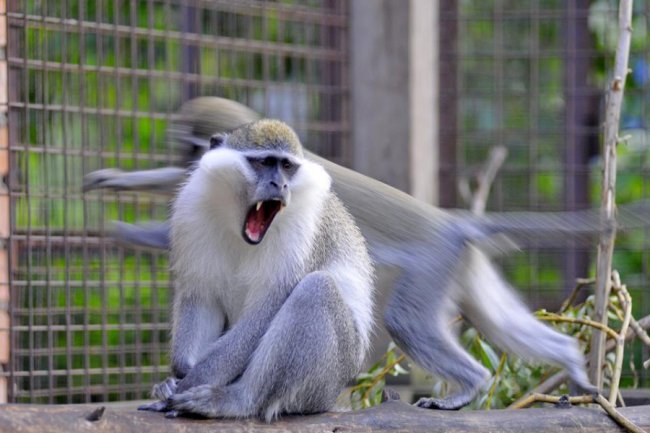 Ліниві леви і грайливі мавпочки: яскраві фото з Луцького зоопарку