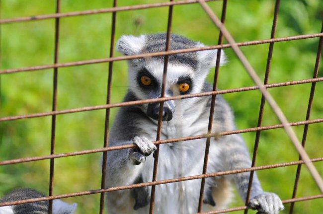 Ліниві леви і грайливі мавпочки: яскраві фото з Луцького зоопарку
