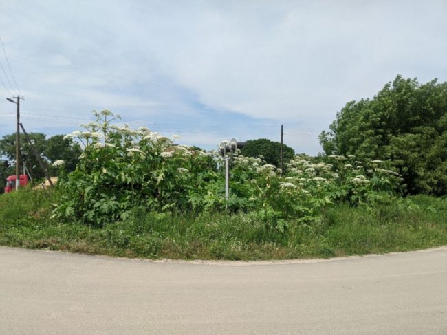 У Володимирі-Волинському цвіте небезпечна рослина. ФОТО