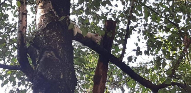 З голоду почав їсти кору: на Рівненщині врятували кота, який не міг злізти з дерева. ФОТО