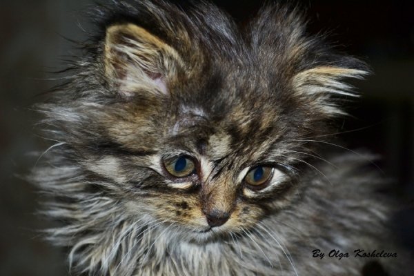 Фотовиставка Ольги Кошелєвої