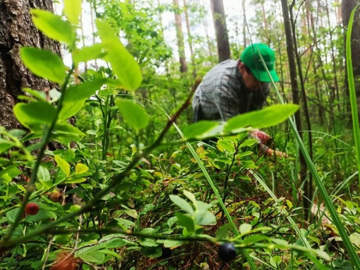Збір ягід та грибів: скільки коштів заготівельники перерахували у бюджети Волині