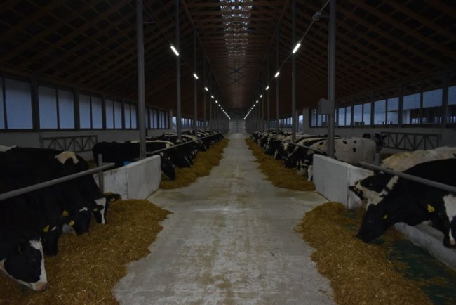 У селі на Волині збудували молочний комплекс за європейськими технологіями. ФОТО