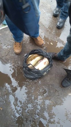 За тиждень на Волині вилучили майже 50 кілограмів незаконно виловленої риби. ФОТО