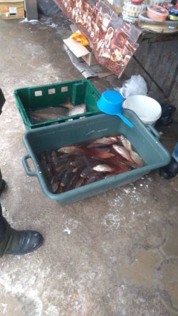 За тиждень на Волині вилучили майже 50 кілограмів незаконно виловленої риби. ФОТО