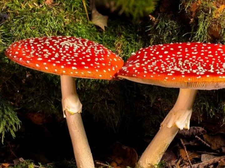 Корисні властивості мухомора — ефект, дія на організм