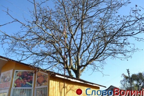 У Луцьку є «магазин-дерево». ФОТО