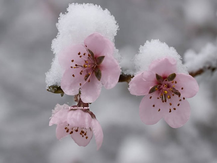Зима повернулась посеред квітня: де в Україні насипало снігу