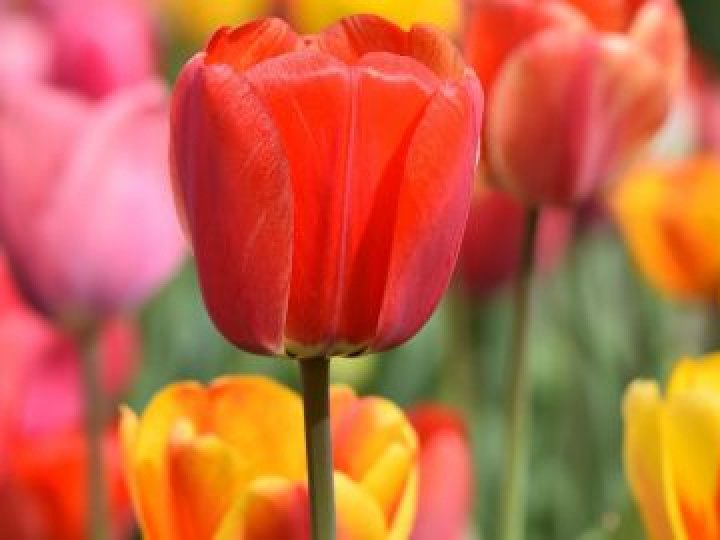 Якою буде погода у Луцьку та на Волині 26 квітня