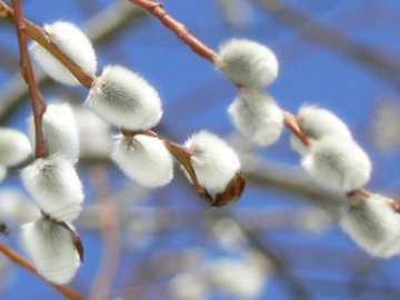 Чому не можна нічого починати і обіцяти: прикмети і забобони 7 березня