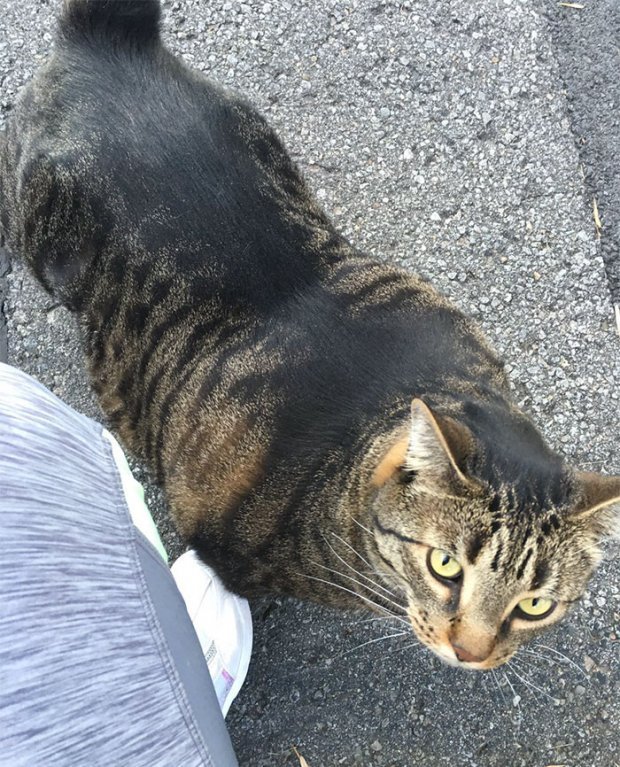 Кіт-качок став зіркою мережі