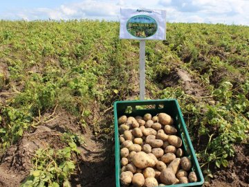 На Волині вирощують нові сорти картоплі за сучасною технологією. ФОТО