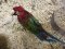З викрадених у Луцькому зоопарку папуг знущалися: одна птаха померла