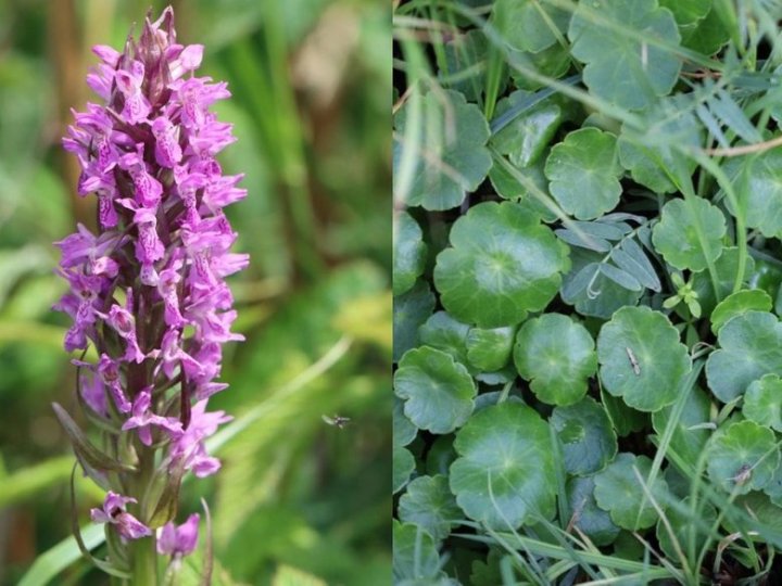 На Волині виявили червонокнижні рослини