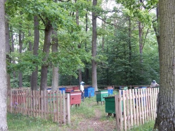 На Волині зібрали перший урожай меду. ФОТО