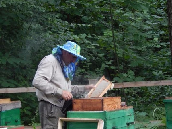 На Волині зібрали перший урожай меду. ФОТО