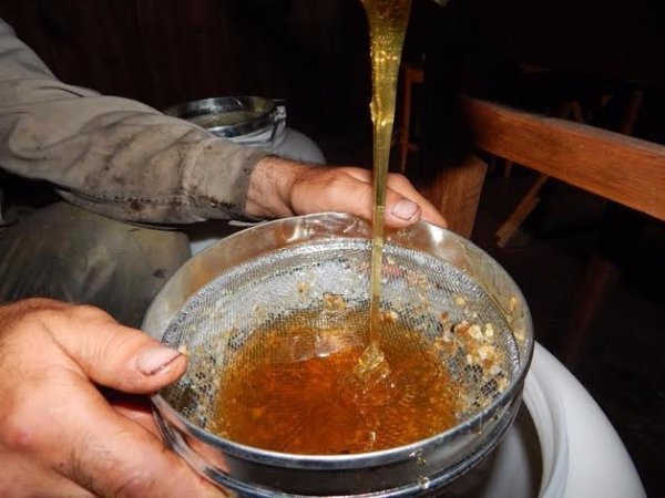 На Волині зібрали перший урожай меду. ФОТО