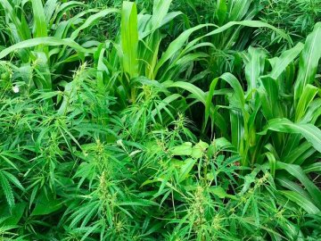 «Купували льон, а що виросло – не знаємо»: на Волині виявили плантацію канабісу