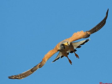 Луцький фотограф показав неймовірні світлини соколів замку Любарта 