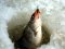З листопада волинянам забороняють рибалити у зимувальних ямах