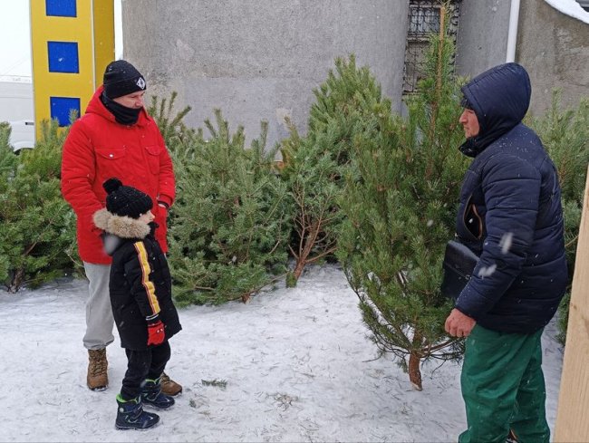 У Луцьку стартував продаж різдвяних ялинок: ціни