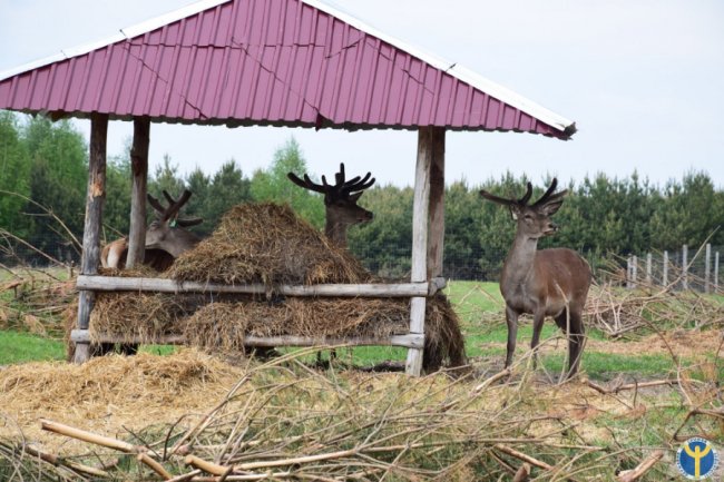 Як на Волині розводять оленів. ФОТО