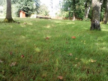 Волинянин на подвір’ї назбирав майже 200 боровиків. ФОТО