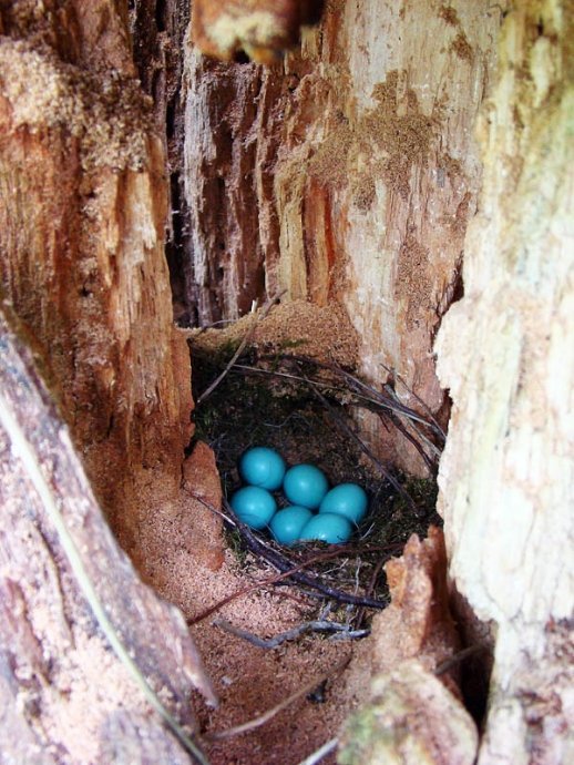 Гніздо дрозда