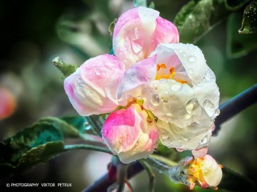 Луцький фотограф показав чарівні фото яблуневого цвіту