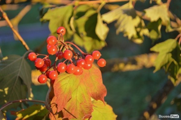 Місто, яке я люблю. Луцьк прокидається. Частина 2