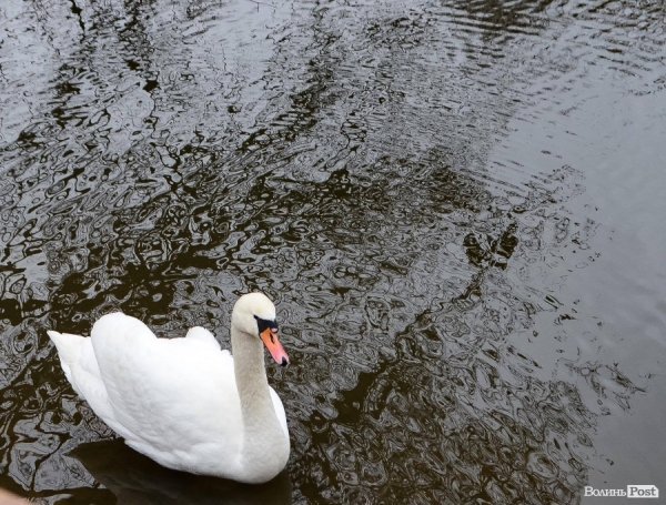 Луцькі депутати «скинуться» на зоопарк. ФОТО