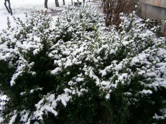 Яким був перший день зими у Ковелі. ФОТО