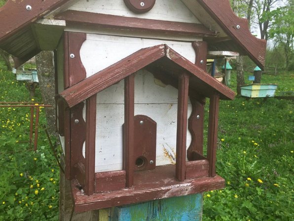 Як у часи Київської Русі: під Луцьком відродили древнє бортництво