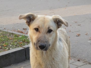 У Луцьку на Євромайдані – навіть собаки. ФОТО