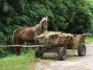 На Волині чоловік загинув, впавши з підводи