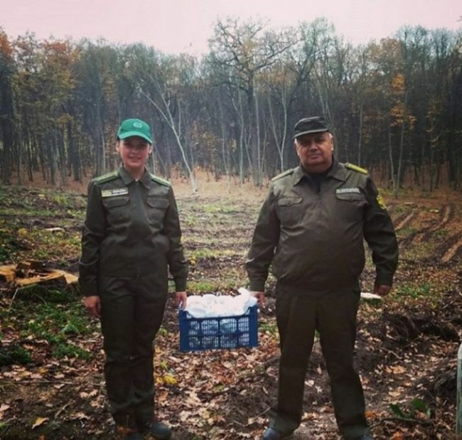 Волинські лісівники вирощують дуби з покращеними генетичними властивостями